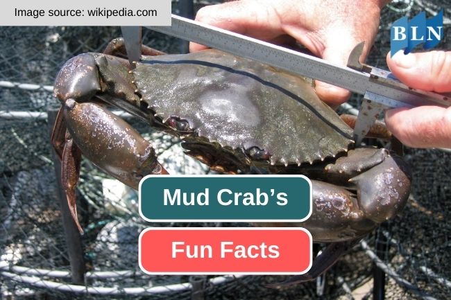 Get To Know About 9 Fun Facts of Mud Crabs